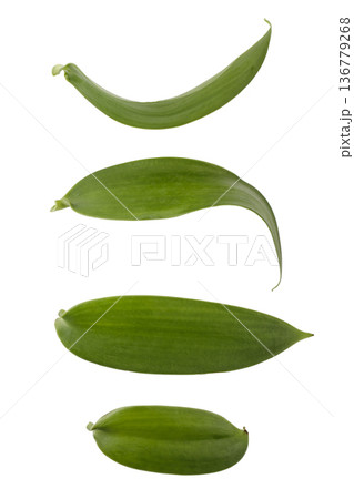 leaves of vanilla orchid plant isolated on a white background leaves of vanilla orchid plant isolated on a white background 136779268