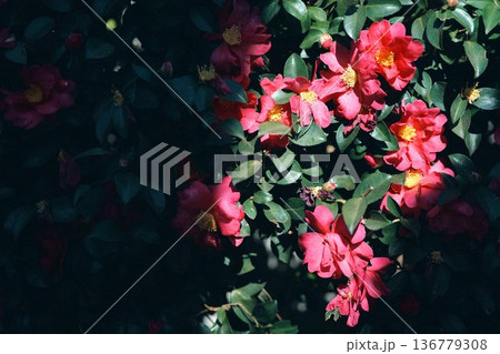 椿を映す光と影 136779308