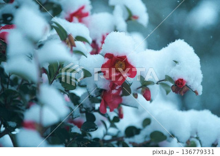 雪の中に咲く赤い椿 雪の中に咲く赤い椿 136779331