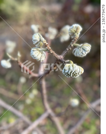ミツマタの花 蕾 ミツマタの花 蕾 136779479