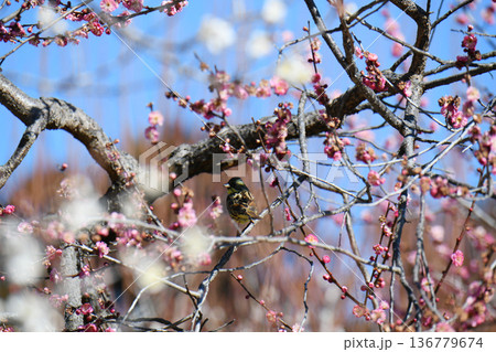 あおじとうめ 136779674