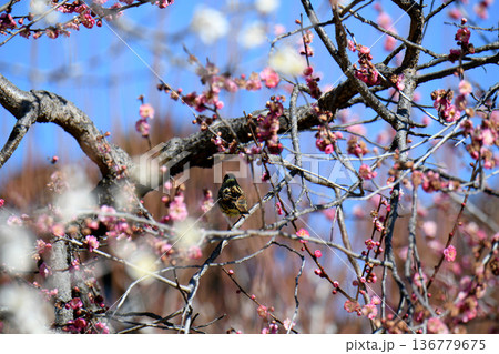 あおじとうめ 136779675