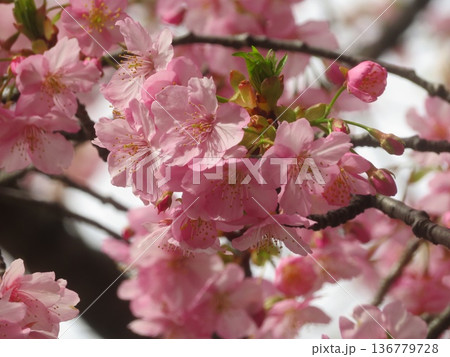 春の訪れを告げる河津桜 136779728
