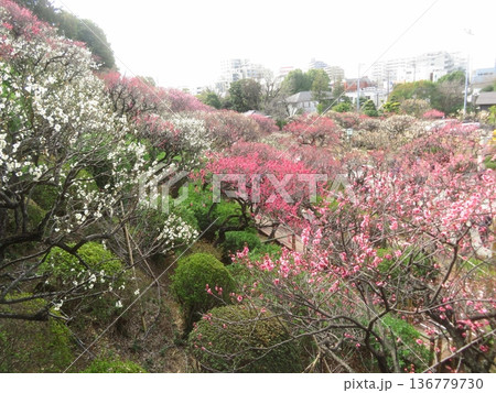 梅の花のある風景 梅の花のある風景 136779730