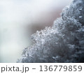 東京の雪 東京の雪 136779859