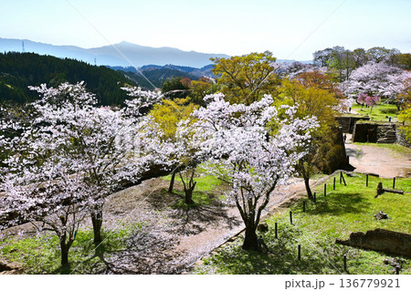 岡城址に咲くサクラ 岡城址に咲くサクラ 136779921