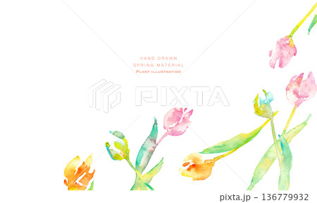 水彩画。水彩タッチのチューリップ背景。チューリップの春背景ベクターイラスト。 136779932