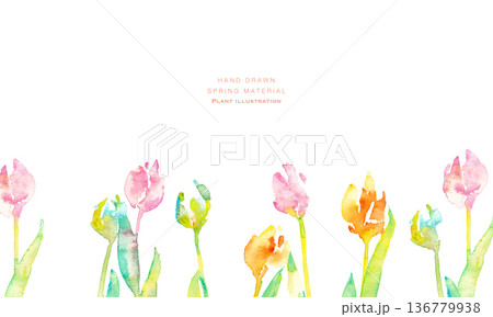 水彩画。水彩タッチのチューリップ背景。チューリップの春背景ベクターイラスト。 136779938