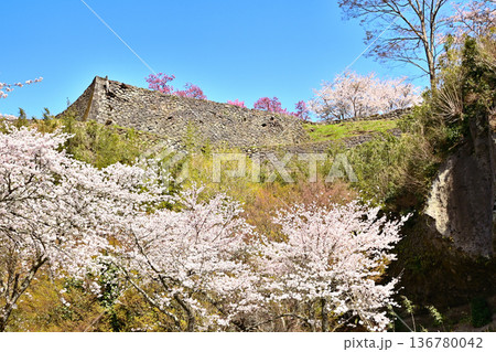岡城址に咲くサクラ 岡城址に咲くサクラ 136780042