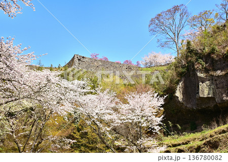 岡城址に咲くサクラ 岡城址に咲くサクラ 136780082