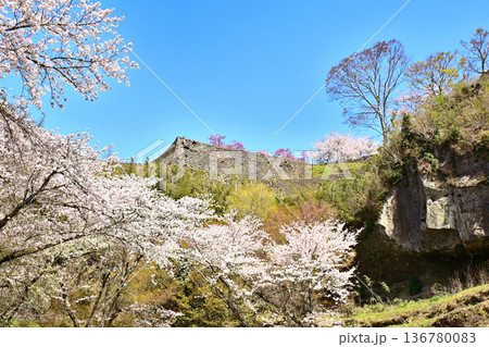 岡城址に咲くサクラ 岡城址に咲くサクラ 136780083