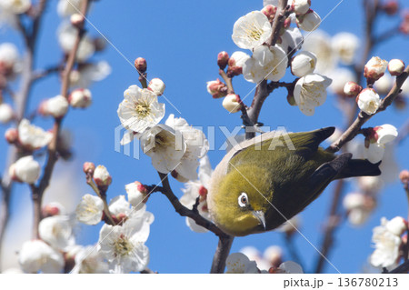 梅の蜜を吸うメジロ 梅の蜜を吸うメジロ 136780213