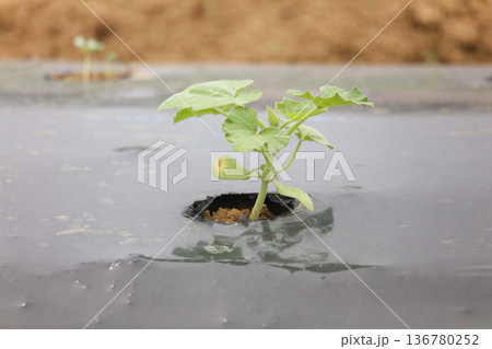 野菜の苗 136780252