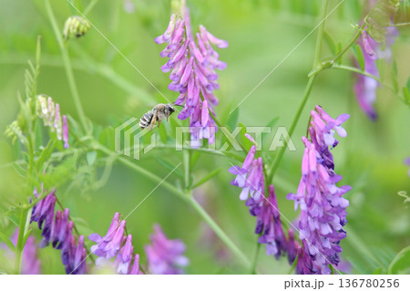 風に揺れるナヨクサフジ 136780256