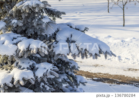 A winter scene with trees covered in hoarfrost under a clear blue sky. A winter scene with trees covered in hoarfrost under a clear blue sky. 136780284