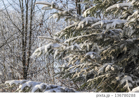 A winter scene with trees covered in hoarfrost under a clear blue sky. A winter scene with trees covered in hoarfrost under a clear blue sky. 136780288