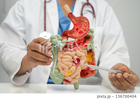 Digestive system with stomach and intestine, Asian doctor holding human anatomy model for study diagnosis and treatment in hospital. 136780404