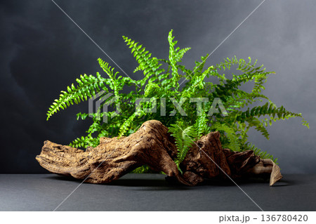 Green fern and old dry snag on a black background. 136780420