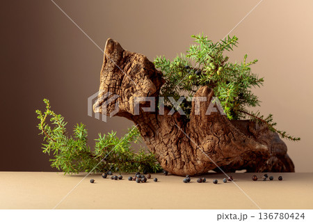 Juniper branches with berries and old wooden snags on a beige background. 136780424