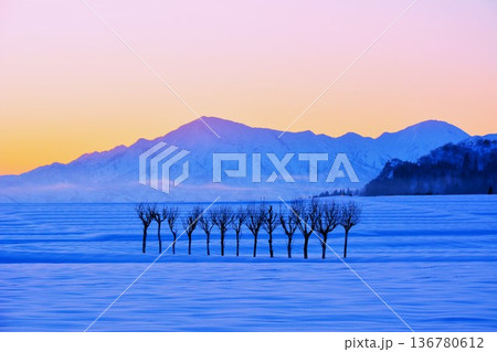 朝焼けの雪原のハサ木・越後三山冬景色 136780612