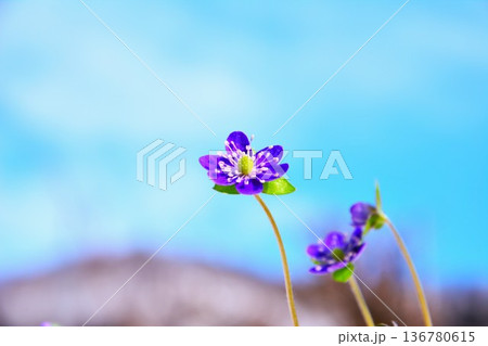 青紫色の雪割草の花 青紫色の雪割草の花 136780615