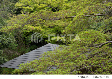 新緑 新緑 136780840