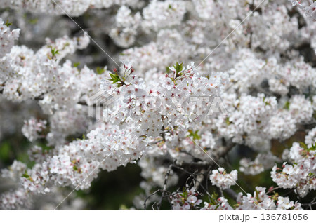 二ヶ領用水のソメイヨシノ 二ヶ領用水のソメイヨシノ 136781056