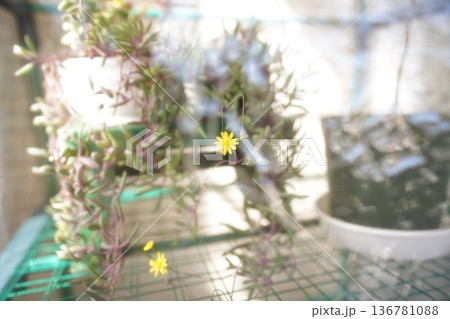 多肉植物の黄色い花 多肉植物の黄色い花 136781088