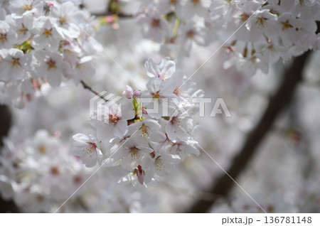 二ヶ領用水のソメイヨシノ 二ヶ領用水のソメイヨシノ 136781148