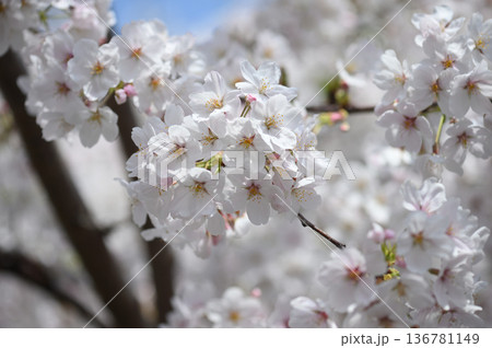 二ヶ領用水のソメイヨシノ 二ヶ領用水のソメイヨシノ 136781149