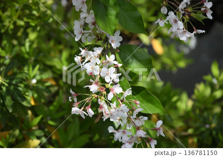 二ヶ領用水のソメイヨシノ 二ヶ領用水のソメイヨシノ 136781150