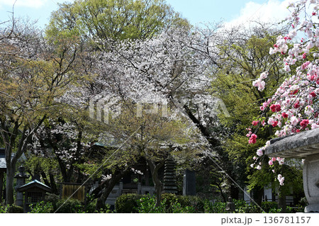 二ヶ領用水のソメイヨシノ 136781157