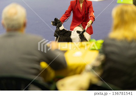 Handler presenting purebred dog at indoor agility show 136781541