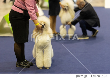 Poodle standing with handler at dog exhibition event Poodle standing with handler at dog exhibition event 136781598