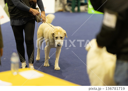 Dog handler walking large breed dog at indoor show Dog handler walking large breed dog at indoor show 136781719