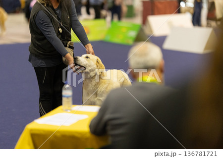 Hand presenting dog to judge at competition event 136781721