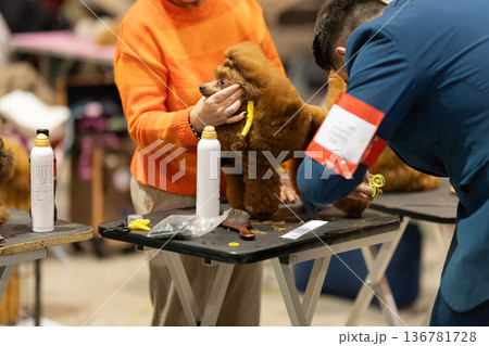 Dog groomers preparing poodle for grooming competition Dog groomers preparing poodle for grooming competition 136781728