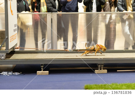 Small dog competing in dog pulling weight sport event Small dog competing in dog pulling weight sport event 136781836