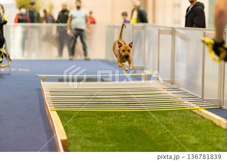 Dog leaping over agility hurdle during indoor training session 136781839