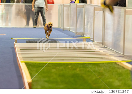 Dog running agility course challenging competition jumping hurdle 136781847