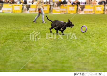 Black dog running, playing with purple toy ring 136781850