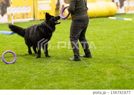 Black dog playing with owner on grass during training Black dog playing with owner on grass during training 136781877