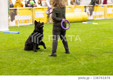 Black dog interacting with person during training Black dog interacting with person during training 136781878