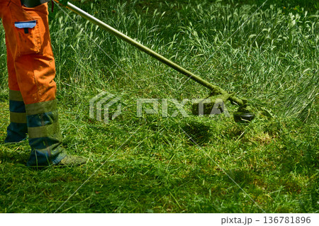 Summer lawn work.Grass cutting with handle lawn mower  136781896