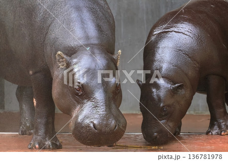 コビトカバ 136781978