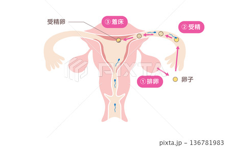 人の受精と着床の過程を示す医療イラスト 人の受精と着床の過程を示す医療イラスト 136781983