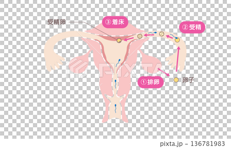 Medical illustration showing the process of human fertilization and implantation Medical illustration showing the process of human fertilization and implantation 136781983