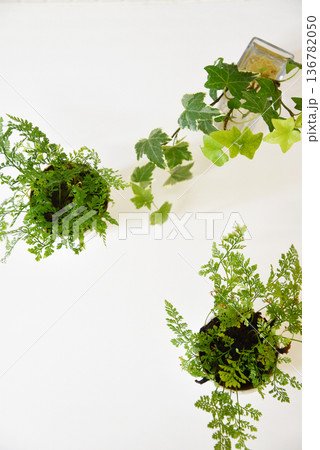 観葉植物 136782050