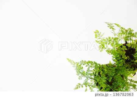 明るいグリーンの背景素材 136782063