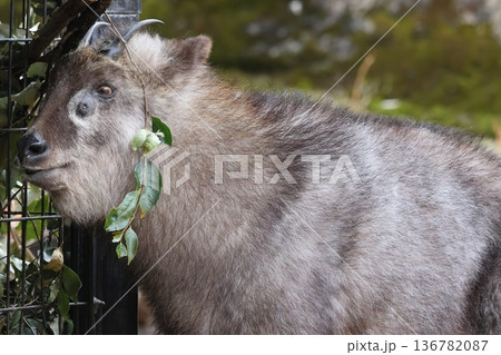 ニホンカモシカ ニホンカモシカ 136782087